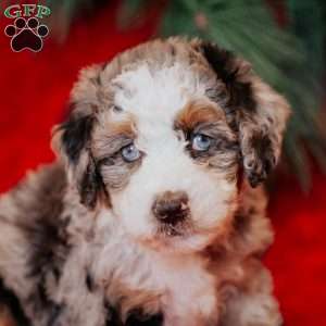 Bluebelle, Mini Bernedoodle Puppy